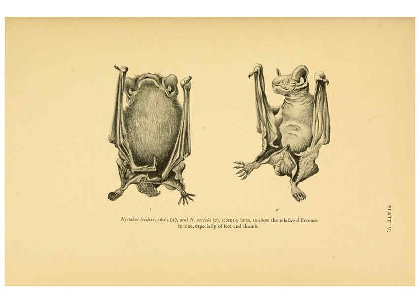 Reproducción/Reproduction 6383348299: A history of British mammals. v.1. London :Gurney and Jackson,1910-1921
