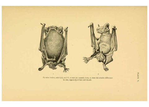 Reproducción/Reproduction 6383348299: A history of British mammals. v.1. London :Gurney and Jackson,1910-1921