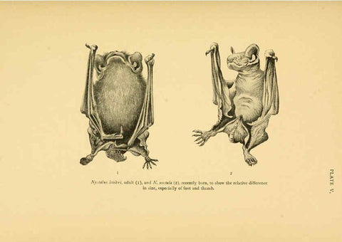 Reproducción/Reproduction 6383348299: A history of British mammals. v.1. London :Gurney and Jackson,1910-1921