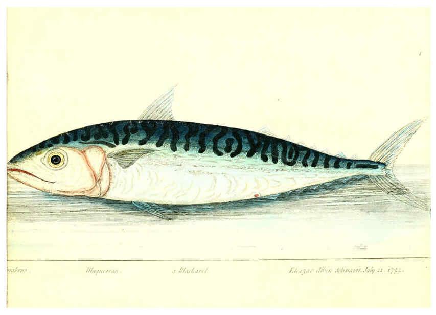 Reproducción/Reproduction 6384081331: The history of esculent fish London :Printed for Edward Jeffrey [etc.],1794