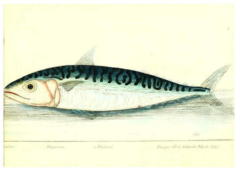 Reproducción/Reproduction 6384081331: The history of esculent fish London :Printed for Edward Jeffrey [etc.],1794