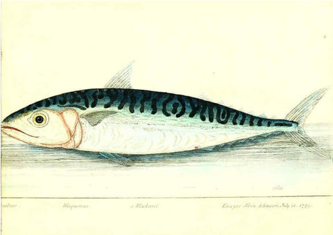 Reproducción/Reproduction 6384081331: The history of esculent fish London :Printed for Edward Jeffrey [etc.],1794