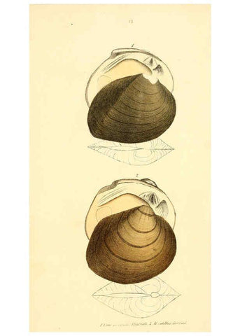 Reproducción/Reproduction 6376874207: Monography of the family Unionidæ. v.1-12. Philadelphia :J. Dobson,1836- 