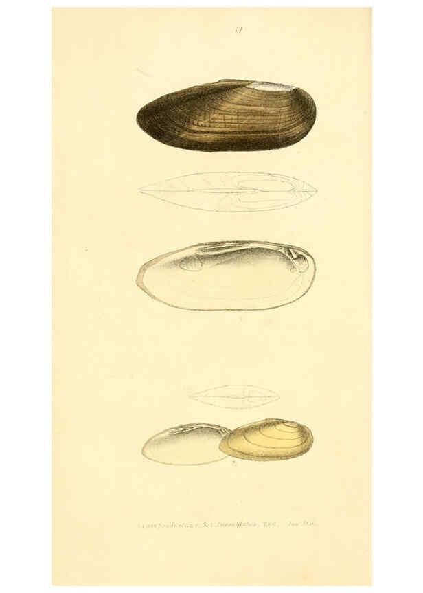 Reproducción/Reproduction 6376875193: Monography of the family Unionidæ. v.1-12. Philadelphia :J. Dobson,1836- 