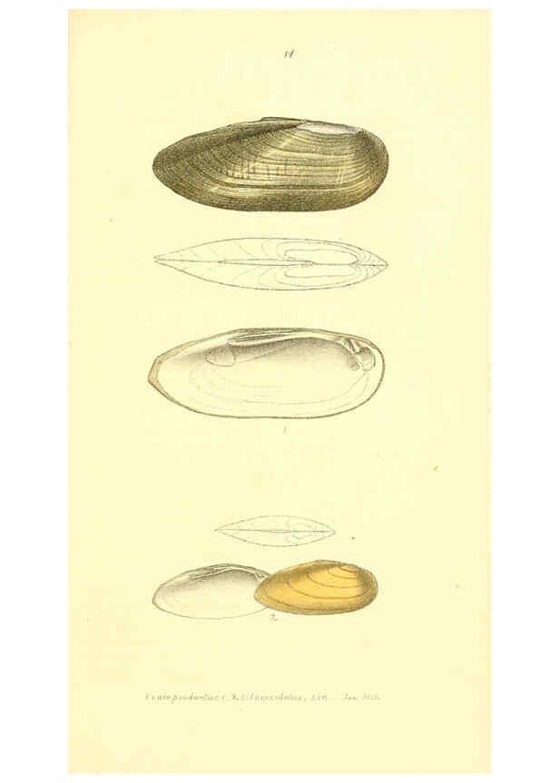 Reproducción/Reproduction 6376875871: Monography of the family Unionidæ. v.1-12. Philadelphia :J. Dobson,1836- 