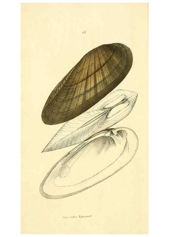 Reproducción/Reproduction 6376876349: Monography of the family Unionidæ. v.1-12. Philadelphia :J. Dobson,1836- 