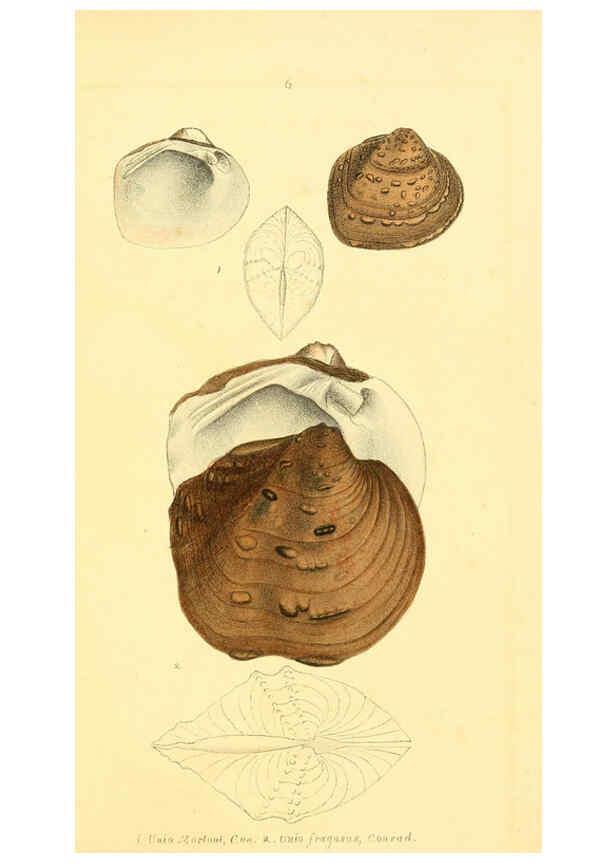 Reproducción/Reproduction 6376867103: Monography of the family Unionidæ. v.1-12. Philadelphia :J. Dobson,1836- 