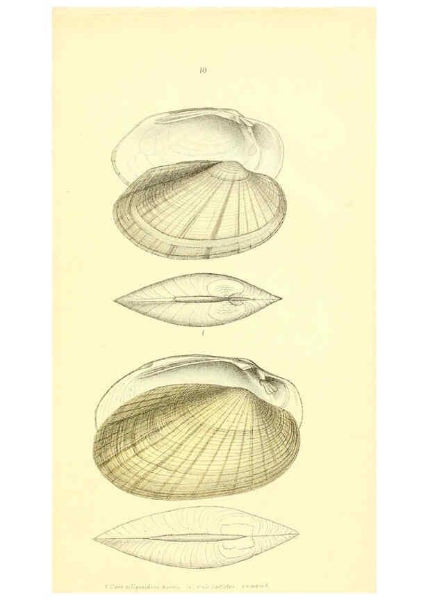 Reproducción/Reproduction 6376870605: Monography of the family Unionidæ. v.1-12. Philadelphia :J. Dobson,1836- 