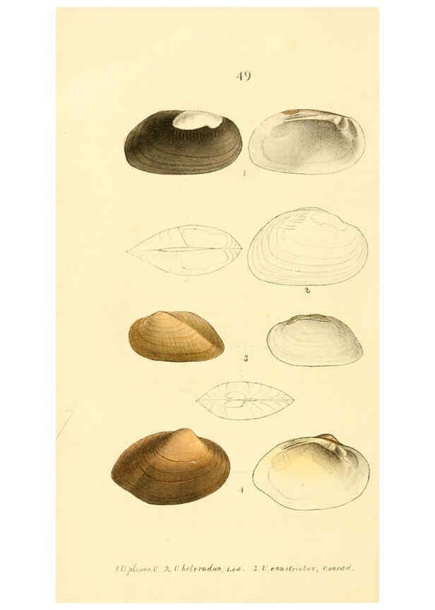 Reproducción/Reproduction 6377448623: Monography of the family Unionidæ. v.1-12. Philadelphia :J. Dobson,1836- 