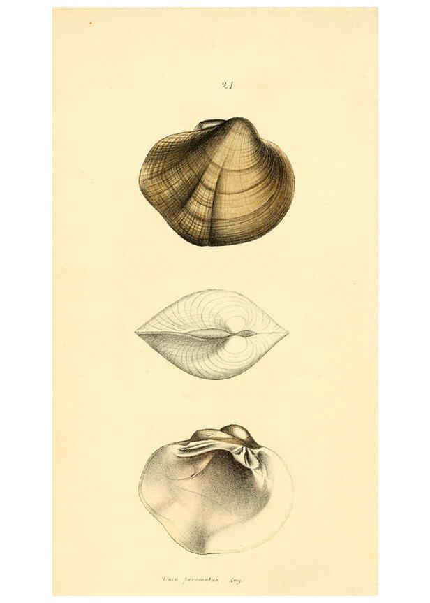 Reproducción/Reproduction 6376885777: Monography of the family Unionidæ. v.1-12. Philadelphia :J. Dobson,1836- 