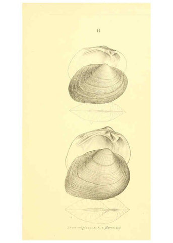 Reproducción/Reproduction 6377437075: Monography of the family Unionidæ. v.1-12. Philadelphia :J. Dobson,1836- 