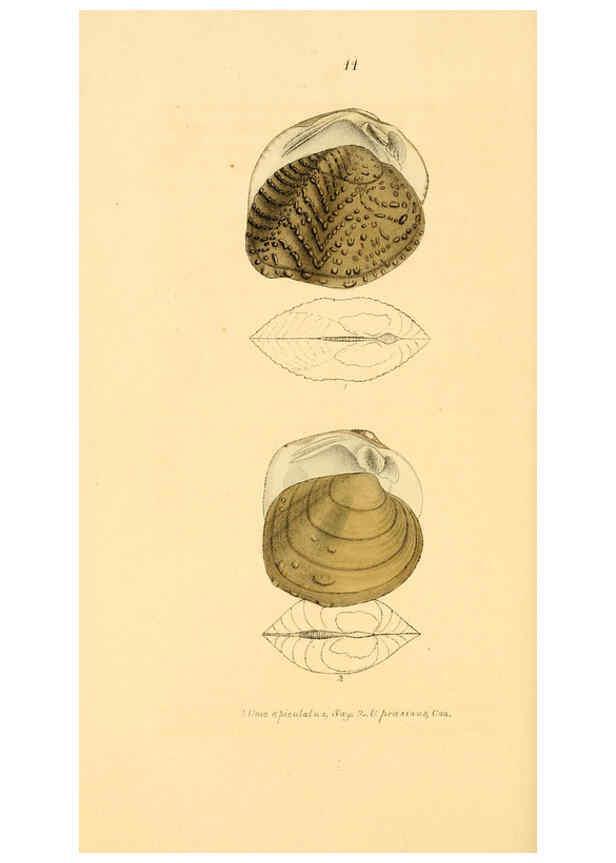 Reproducción/Reproduction 6377440397: Monography of the family Unionidæ. v.1-12. Philadelphia :J. Dobson,1836- 
