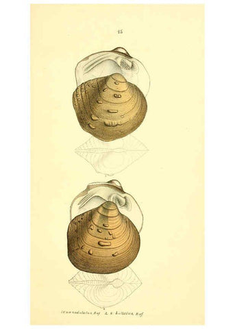 Reproducción/Reproduction 6377441139: Monography of the family Unionidæ. v.1-12. Philadelphia :J. Dobson,1836- 