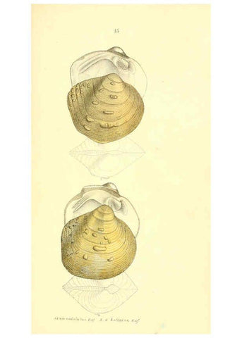 Reproducción/Reproduction 6377441673: Monography of the family Unionidæ. v.1-12. Philadelphia :J. Dobson,1836- 