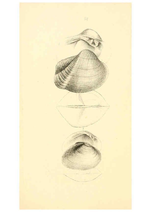 Reproducción/Reproduction 6376897555: Monography of the family Unionidæ. v.1-12. Philadelphia :J. Dobson,1836- 