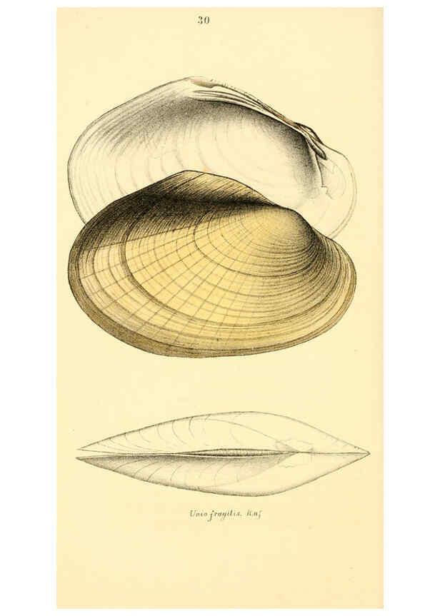 Reproducción/Reproduction 6376890321: Monography of the family Unionidæ. v.1-12. Philadelphia :J. Dobson,1836- 
