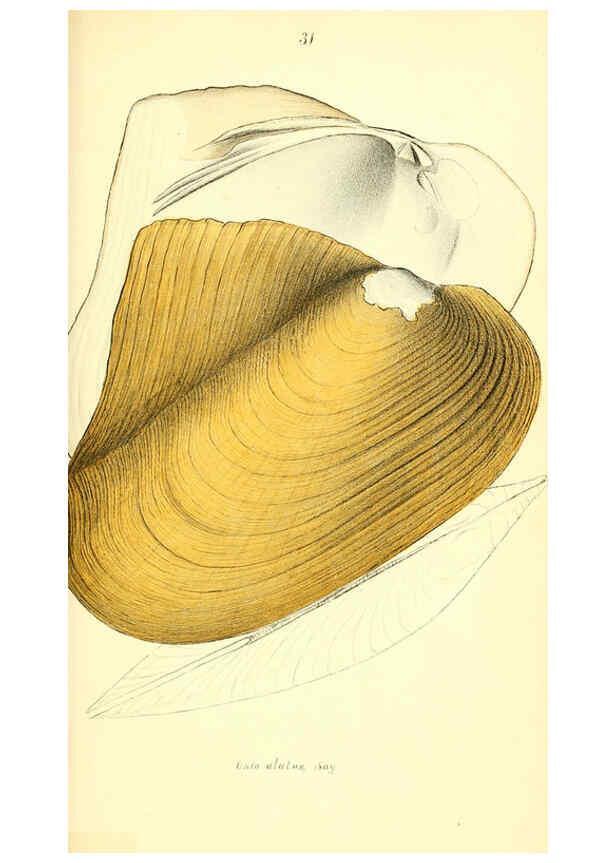 Reproducción/Reproduction 6376890897: Monography of the family Unionidæ. v.1-12. Philadelphia :J. Dobson,1836- 
