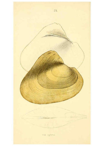 Reproducción/Reproduction 6376891395: Monography of the family Unionidæ. v.1-12. Philadelphia :J. Dobson,1836- 
