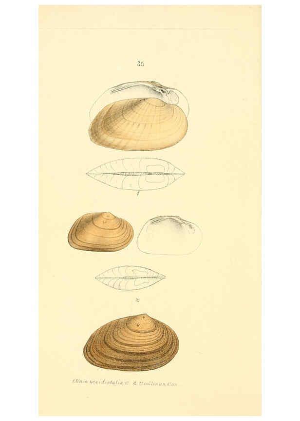 Reproducción/Reproduction 6376894933: Monography of the family Unionidæ. v.1-12. Philadelphia :J. Dobson,1836- 