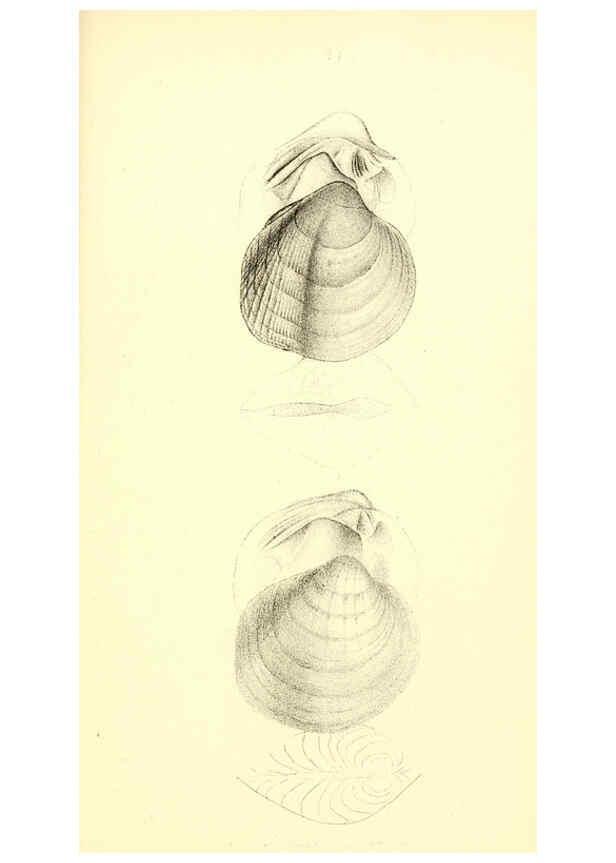 Reproducción/Reproduction 6376895577: Monography of the family Unionidæ. v.1-12. Philadelphia :J. Dobson,1836- 