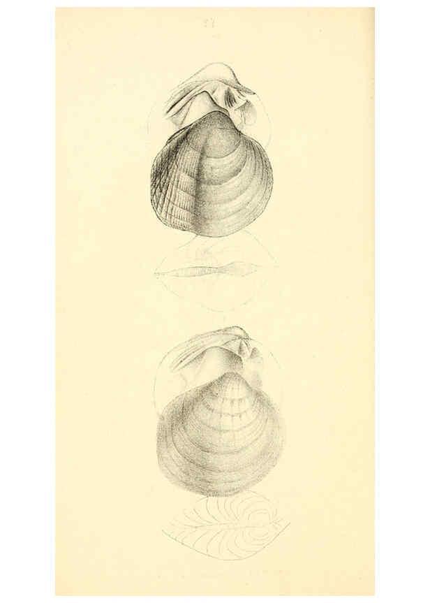 Reproducción/Reproduction 6376896033: Monography of the family Unionidæ. v.1-12. Philadelphia :J. Dobson,1836- 