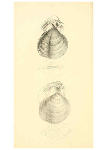 Reproducción/Reproduction 6376896033: Monography of the family Unionidæ. v.1-12. Philadelphia :J. Dobson,1836- 