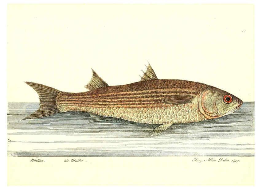 Reproducción/Reproduction 6384081931: The history of esculent fish London :Printed for Edward Jeffrey [etc.],1794