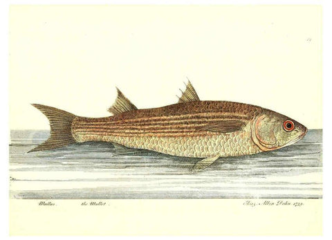 Reproducción/Reproduction 6384081931: The history of esculent fish London :Printed for Edward Jeffrey [etc.],1794