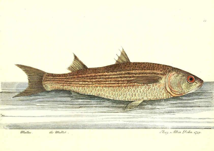 Reproducción/Reproduction 6384081931: The history of esculent fish London :Printed for Edward Jeffrey [etc.],1794