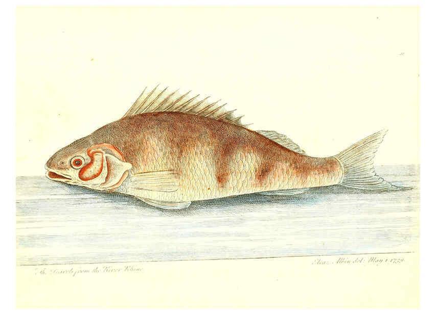 Reproducción/Reproduction 6384082989: The history of esculent fish London :Printed for Edward Jeffrey [etc.],1794
