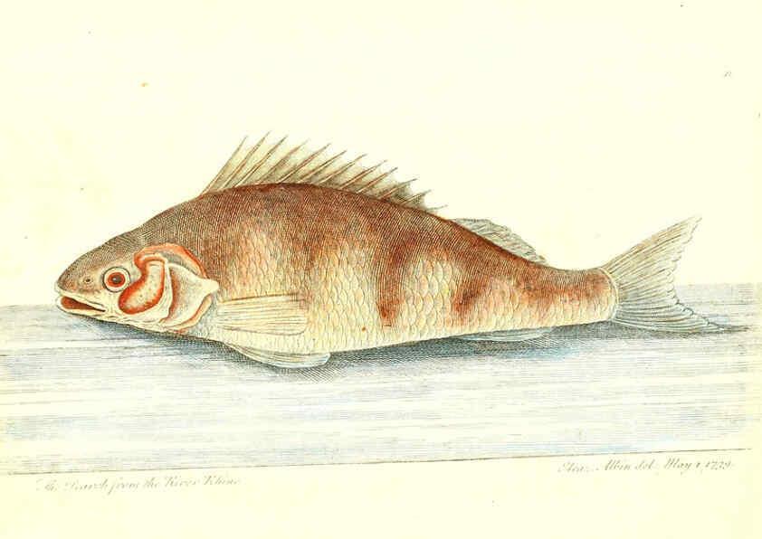 Reproducción/Reproduction 6384082989: The history of esculent fish London :Printed for Edward Jeffrey [etc.],1794