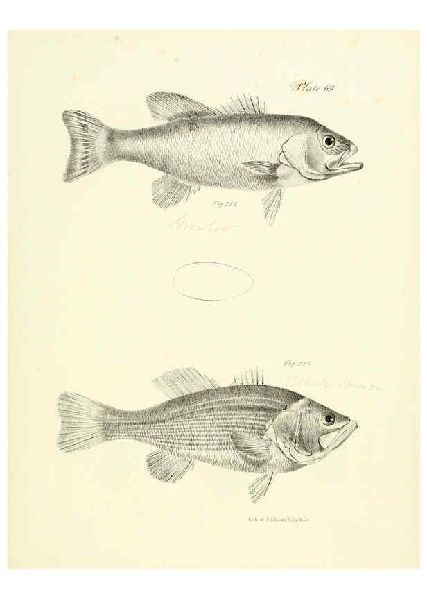 Reproducción/Reproduction 6384873575: Natural history of New York Div. 1 pts. III-IV Plates Albany,D. Appleton & co. and Wiley & Putnam;1842-94