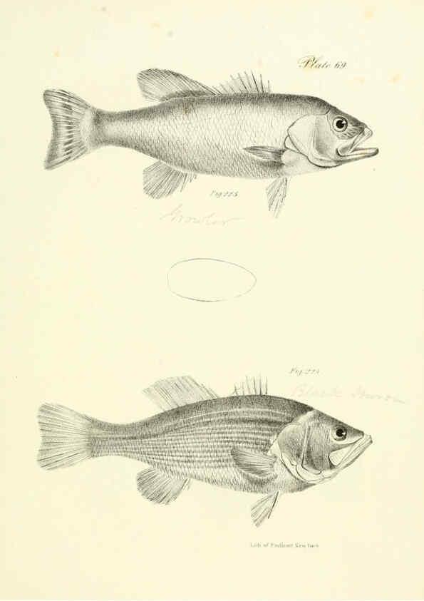Reproducción/Reproduction 6384873575: Natural history of New York Div. 1 pts. III-IV Plates Albany,D. Appleton & co. and Wiley & Putnam;1842-94