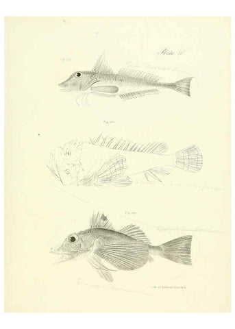 Reproducción/Reproduction 6384873935: Natural history of New York Div. 1 pts. III-IV Plates Albany,D. Appleton & co. and Wiley & Putnam;1842-94