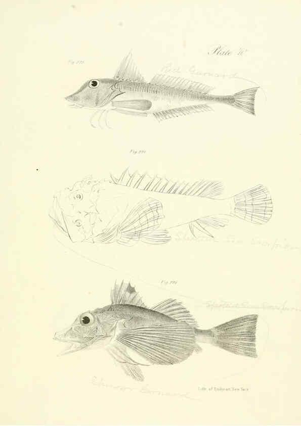 Reproducción/Reproduction 6384873935: Natural history of New York Div. 1 pts. III-IV Plates Albany,D. Appleton & co. and Wiley & Putnam;1842-94