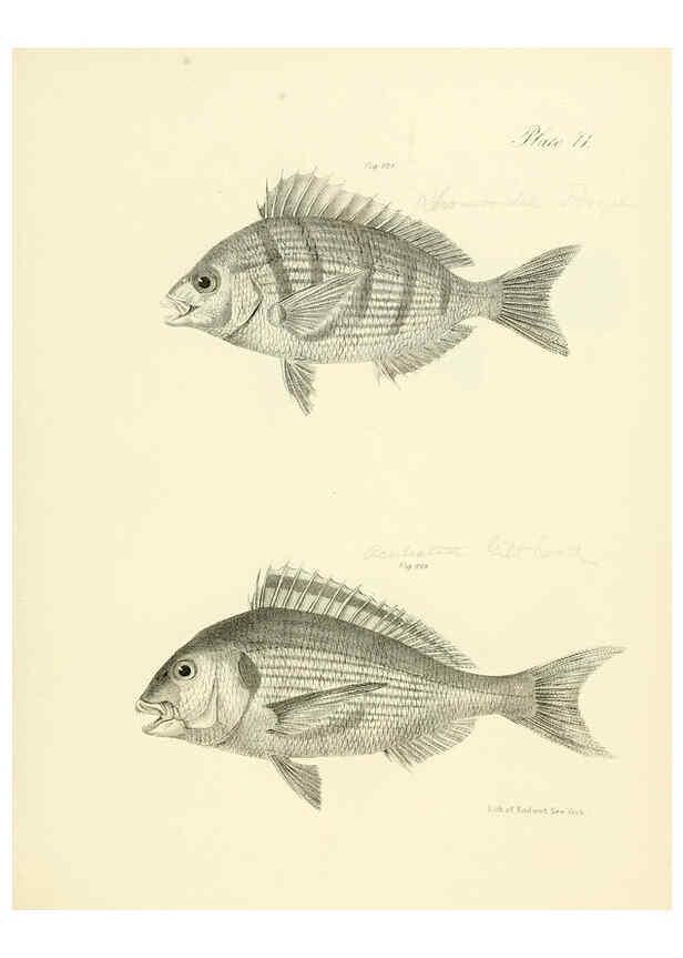 Reproducción/Reproduction 6384874373: Natural history of New York Div. 1 pts. III-IV Plates Albany,D. Appleton & co. and Wiley & Putnam;1842-94