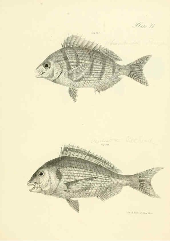 Reproducción/Reproduction 6384874373: Natural history of New York Div. 1 pts. III-IV Plates Albany,D. Appleton & co. and Wiley & Putnam;1842-94