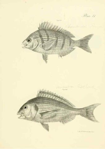 Reproducción/Reproduction 6384874373: Natural history of New York Div. 1 pts. III-IV Plates Albany,D. Appleton & co. and Wiley & Putnam;1842-94