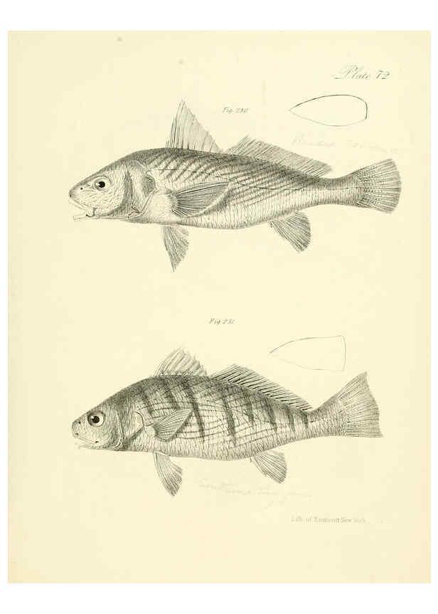 Reproducción/Reproduction 6384874783: Natural history of New York Div. 1 pts. III-IV Plates Albany,D. Appleton & co. and Wiley & Putnam;1842-94