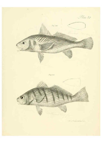Reproducción/Reproduction 6384874783: Natural history of New York Div. 1 pts. III-IV Plates Albany,D. Appleton & co. and Wiley & Putnam;1842-94