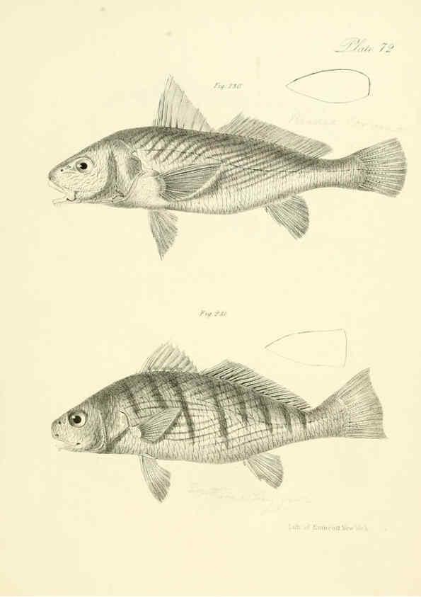 Reproducción/Reproduction 6384874783: Natural history of New York Div. 1 pts. III-IV Plates Albany,D. Appleton & co. and Wiley & Putnam;1842-94