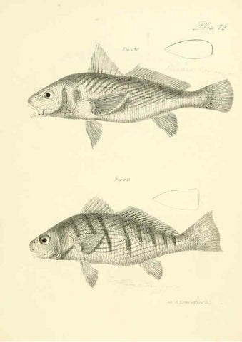 Reproducción/Reproduction 6384874783: Natural history of New York Div. 1 pts. III-IV Plates Albany,D. Appleton & co. and Wiley & Putnam;1842-94