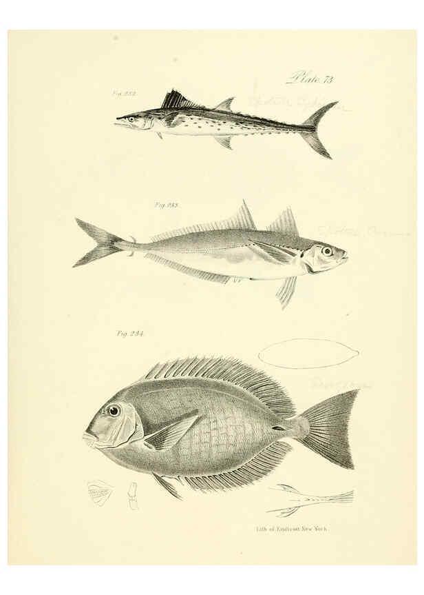 Reproducción/Reproduction 6384875113: Natural history of New York Div. 1 pts. III-IV Plates Albany,D. Appleton & co. and Wiley & Putnam;1842-94