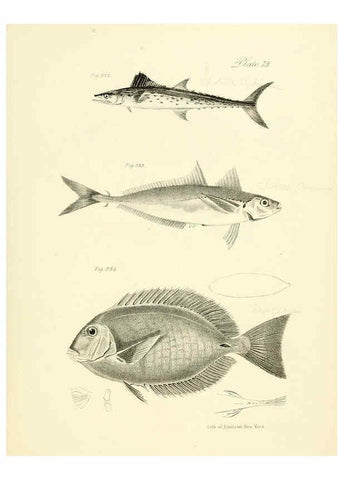 Reproducción/Reproduction 6384875113: Natural history of New York Div. 1 pts. III-IV Plates Albany,D. Appleton & co. and Wiley & Putnam;1842-94