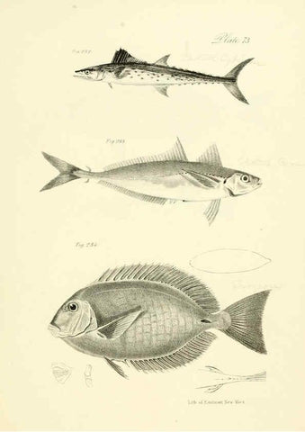 Reproducción/Reproduction 6384875113: Natural history of New York Div. 1 pts. III-IV Plates Albany,D. Appleton & co. and Wiley & Putnam;1842-94