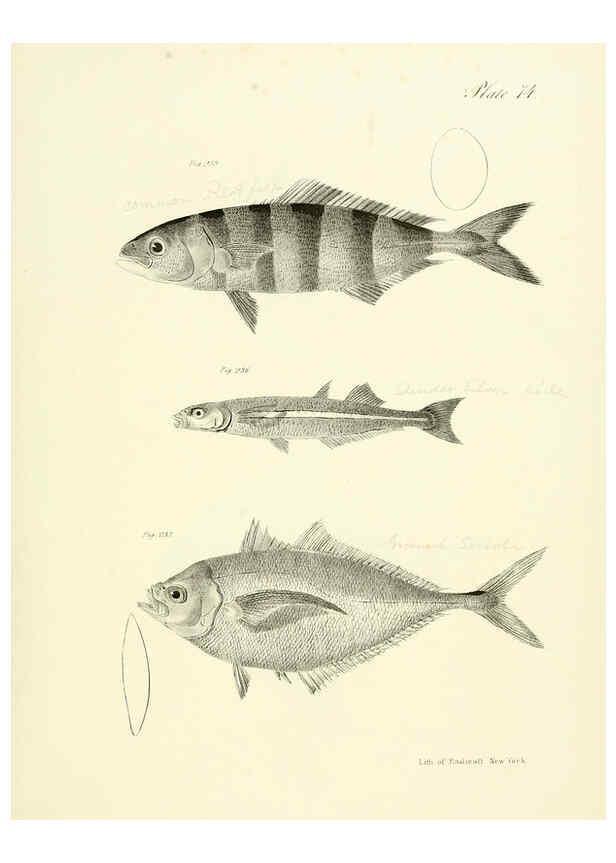 Reproducción/Reproduction 6384875517: Natural history of New York Div. 1 pts. III-IV Plates Albany,D. Appleton & co. and Wiley & Putnam;1842-94