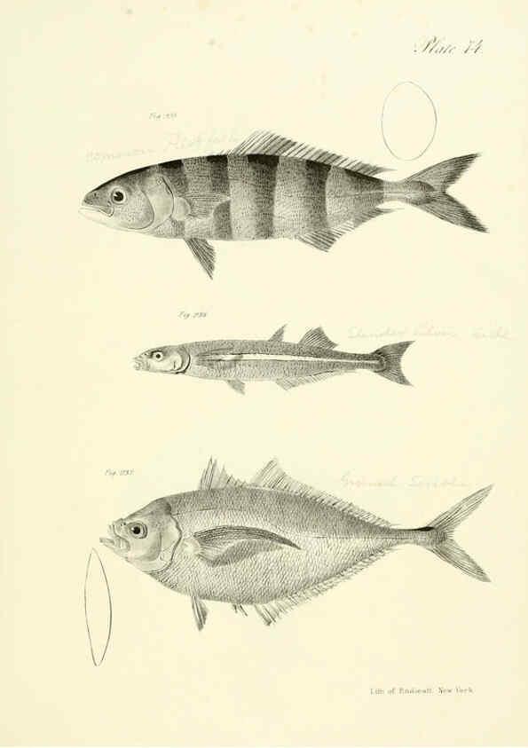 Reproducción/Reproduction 6384875517: Natural history of New York Div. 1 pts. III-IV Plates Albany,D. Appleton & co. and Wiley & Putnam;1842-94