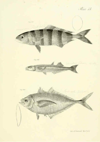 Reproducción/Reproduction 6384875517: Natural history of New York Div. 1 pts. III-IV Plates Albany,D. Appleton & co. and Wiley & Putnam;1842-94