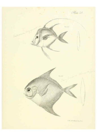 Reproducción/Reproduction 6384876031: Natural history of New York Div. 1 pts. III-IV Plates Albany,D. Appleton & co. and Wiley & Putnam;1842-94