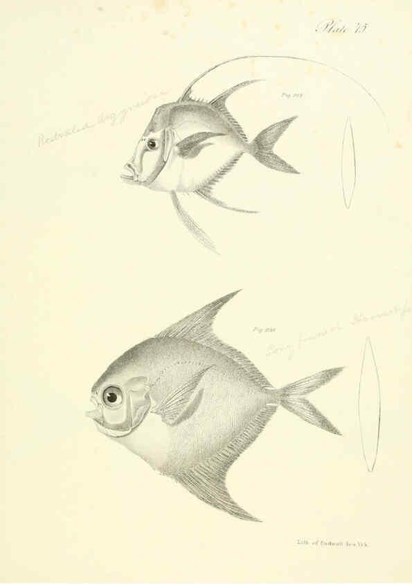 Reproducción/Reproduction 6384876031: Natural history of New York Div. 1 pts. III-IV Plates Albany,D. Appleton & co. and Wiley & Putnam;1842-94